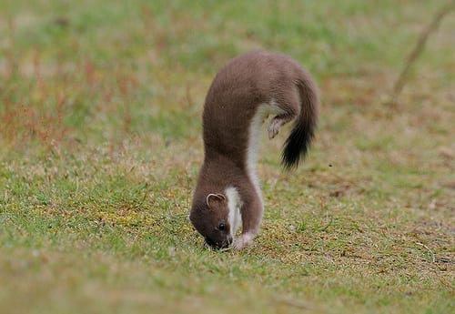 A dancing stoat "Stan style" ©Tristan Bantock