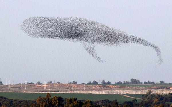 Picture of the Week: A starling whale