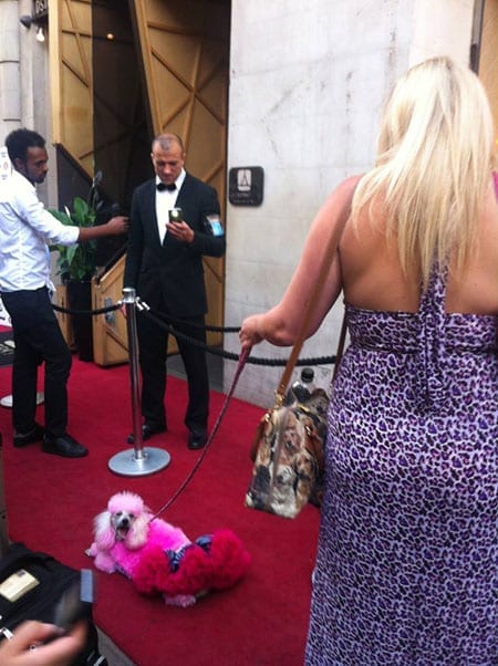 This poor poodle plainly isn't impressed by either his mistress or her handbag