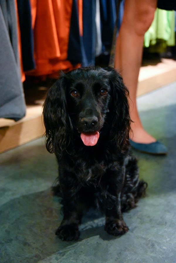 Orvis’ Dog Festival – Laura Bott reports on Orvis hosting a dog friendly event at their Lower Regent Street store in London – Photographs by Ashley Timms Photography