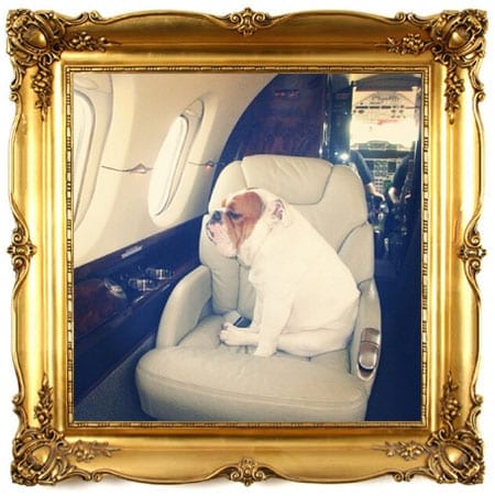 A poster on "RKOI" shares an image of his bulldog on a private jet: "No man gets left behind. #californiabound by samanthaturple #petsandprivatejets"