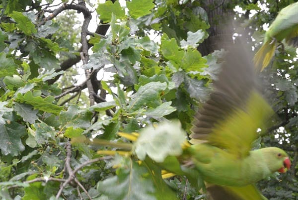 Pandemonium of Park Parakeets – Parakeets in Kensington Gardens, London