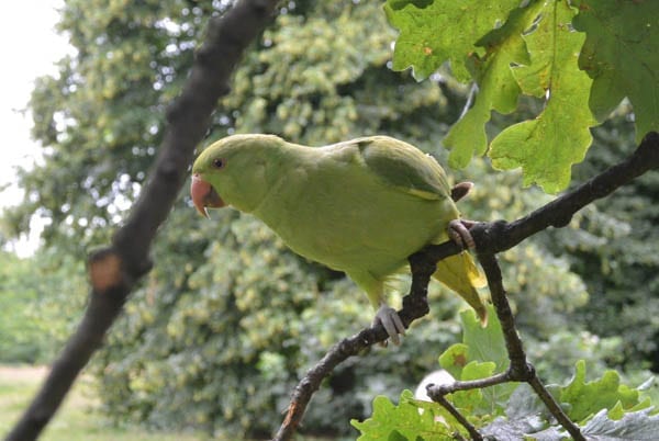 Pandemonium of Park Parakeets – Parakeets in Kensington Gardens, London
