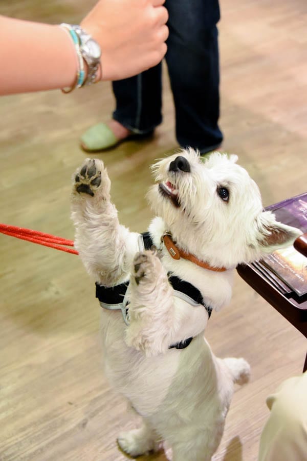 Orvis’ Dog Festival – Laura Bott reports on Orvis hosting a dog friendly event at their Lower Regent Street store in London – Photographs by Ashley Timms Photography