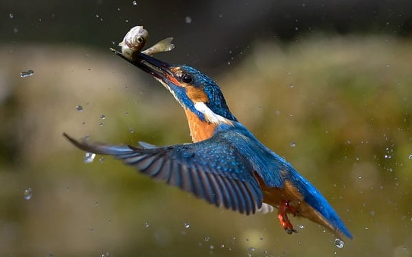 The king of lunching - Kingfisher snapped catching its lunch near Venice