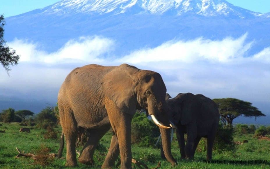 Picture of the Week – Honouring Elephants – ‘The Steeple Times’ urges readers to support the International Fund for Animal Welfare this Christmas.