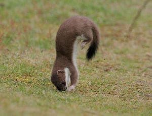 Breakdancing stoats