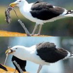 A-seagull-that-likes-rats-1