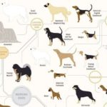 A-selection-of-working-dogs