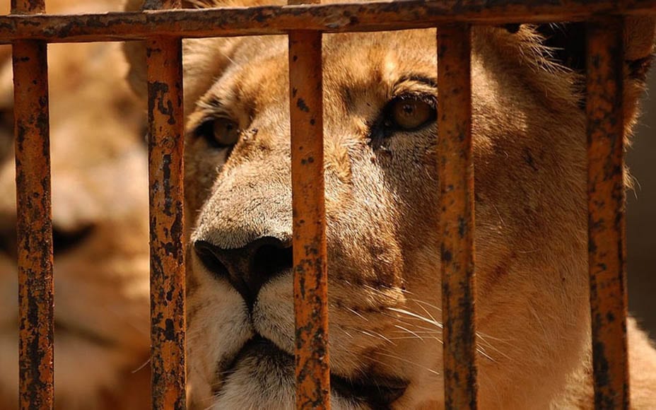 Free The Caged Big Cats – Matthew Steeples argues in support of The Big Cat Public Safety Act and urges readers to support his IFAW fundraiser in London.