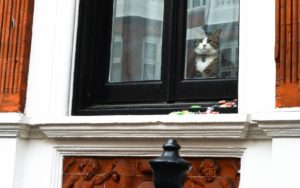 The Cat That Didn’t Get The Cream – Tedious pillock Julian Assange – Though Julian Assange’s cat may have looked on smugly yesterday, all its owner achieved was to make himself appear arrogant and ridiculous – Friday 19th May 2017, photograph by Matthew Steeples