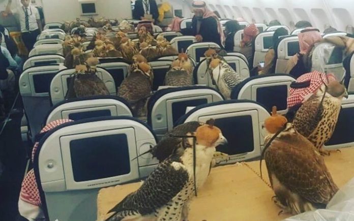 Picture of the Week – Come Fly With Hawks – Saudi royal buys plane tickets so his hawks can fly (first class, of course)