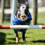 ELECTION Pigs 164472