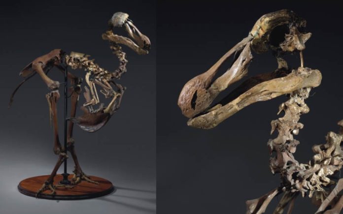 As Deadly Expensive As A Dodo – Christie’s to auction a Dodo skeleton – Christie’s to auction the only near complete Dodo skeleton in private hands on 24th May 2019; the price is anything but ‘as dead as a Dodo’ and the estimate is £400,000 to £600,000 ($517,000 to $775,000, €463,000 to €694,000 or درهم1.9 million to درهم2.8 million).