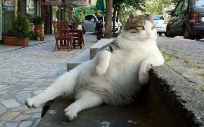 The Flaws of Fat Cat Friday – Friday 4th January 2019 – Matthew Steeples suggests that ‘Fat Cat Friday’ is actually not such a bad thing.