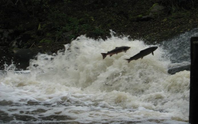 Fishing in Devon – Kelly Double on fishing in Devon at Highbullen Hotel and casting lessons in London with Orvis