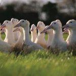 Gressingham-ducks-500