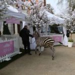 How-many-one-year-old-children-get-a-zebra-as-a-guest-at-their-birthday-party
