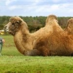 Jeffrey-the-beer-loving-camel