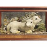 Lamb-1