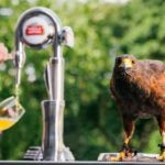 Stella Artois enlists the help of Wimbledon legend Rufus the Hawk, to protect pints of beer in London pub