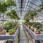 Mrs-Mellons-greenhouses-were-renowned-and-are-included-in-the-sale-1