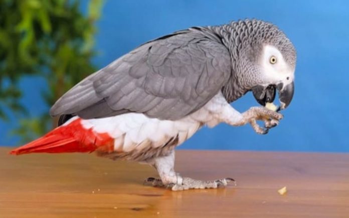 Parrot Trends – Errant parrot named Nigel trends on social media – “Very British” parrot named Nigel trends on social media; you could not make his story up.