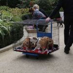 Not-many-one-year-olds-are-treated-to-caged-puppies-either