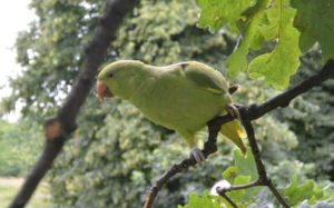 Pandemonium of Park Parakeets – Parakeets in Kensington Gardens, London
