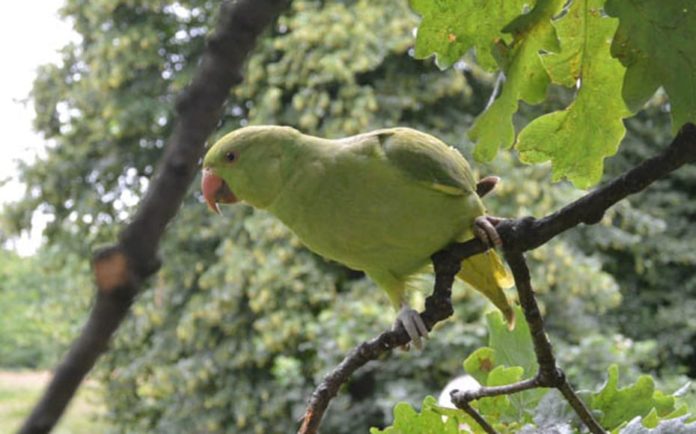 Pandemonium of Park Parakeets – Parakeets in Kensington Gardens, London