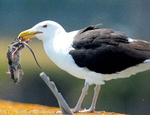 Picture of the Week: Ratting a seagull