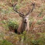 Red-stag-in-bracken-450