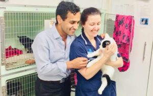 Mad Cats – Cats Bill 2017 – 2019 by Rehman Chishti MP – That a Conservative MP is bringing a bill to force drivers who hit cats to go to the police at this time is quite ludicrous.