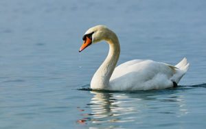 Save The Swan – Matthew Steeples highlights that not only the appalling case of swans being shot but also other problems facing these majestic birds.
