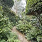 The-98-foot-deep-rear-garden-features-box-hedging-magnola-clipped-bays-and-tree-ferns-1