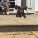 The-Beckhams-new-dog-Olive-would-no-doubt-embrace-country-life-1