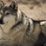 The-consequences-of-reintroducing-wolves-to-Yellowstone-Park-have-been-surprising-1