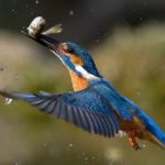 The-king-of-lunching-Kingfisher-snapped-catching-its-lunch-near-Venice-1