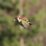 The-weasel-clings-onto-the-woodpecker-for-dear-life
