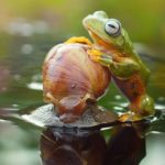 Frog rides Snail