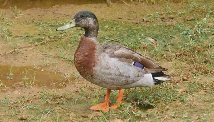 Trevor’s Last Quack – Trevor the duck dies on island of Niue – Duck famous for being lonely and the only one on the isolated Pacific island of Niue dies; Trevor was killed by a stray dog.
