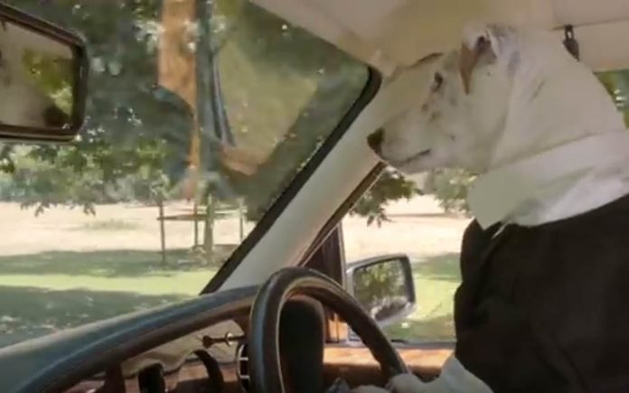 Video of the Week – Wedding Dogs – Sir Benjamin Slade’s Maunsel House films a promotional YouTube video featuring a dog driving a Bentley