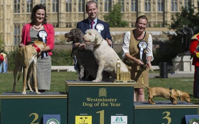 The Priorities of Parliament – MPs dog show cancelled, do some work – As the annual dog show for MPs is cancelled, perhaps it is time MPs actually did something useful – put a stop to the chaos of Brexit.