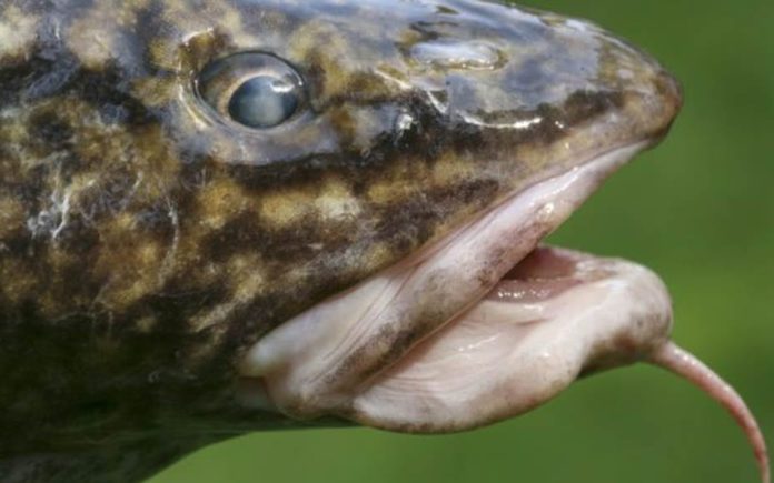 BoJo And The Burbot – Boris Johnson and the burbot cod species – Matthew Steeples asks: “Could the return of the ‘great lost’ burbot solve Boris Johnson from the impending fisheries negotiations crisis?”