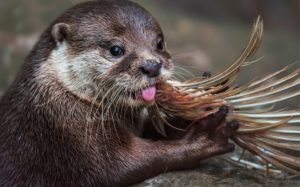 Angry About Otters – Wiltshire man John Aeberhard of The Manor House, Steeple Ashton rants about otters in local rag the Wiltshire Times – Wiltshire manor house owner proves himself a fine example of an ‘angry person in a local newspaper’ in ranting about otters.