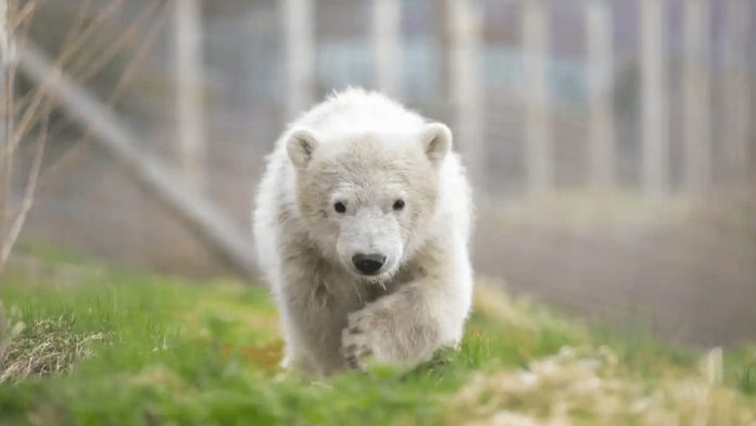 Hurrah for Hamish! Hamish the bear and Larysa Switlyk bear slayer – Just as Hamish, the first polar bear born in the UK in 25 years moves from Scotland to Yorkshire, our petition to ban the bear slayer Larysa Switlyk from Instagram shoots over 5,000 signatures.