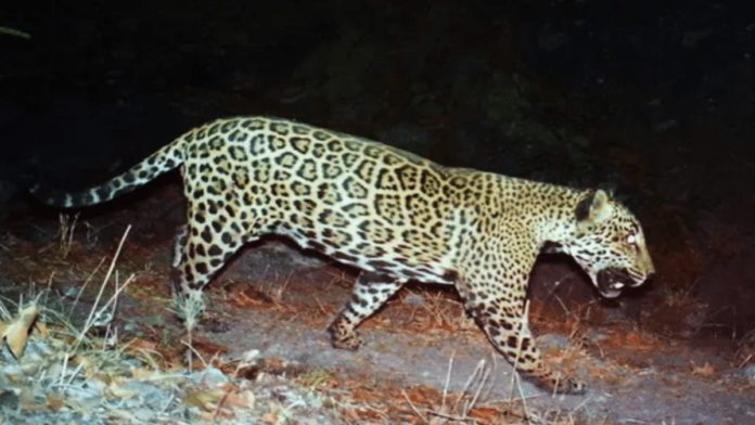 Trump’s Jaguar Wall – Donald Trump to make jaguar extinct in US – As the ‘Guardian’ reveals Trump’s border wall construction is threatening the survival of jaguars in the US, our petition to get his endangered animal slaying supporter Larysa Switlyk banned from Instagram tops 13,000 signatures.