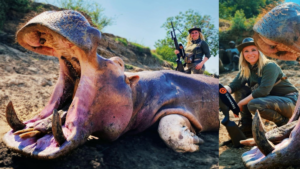 Hippo Harridan 2021 – Larysa Switlyk – Not content with butchering bears, barbarian bitch Larysa Switlyk has headed to Africa to harm hippos; this harridan must be stopped.