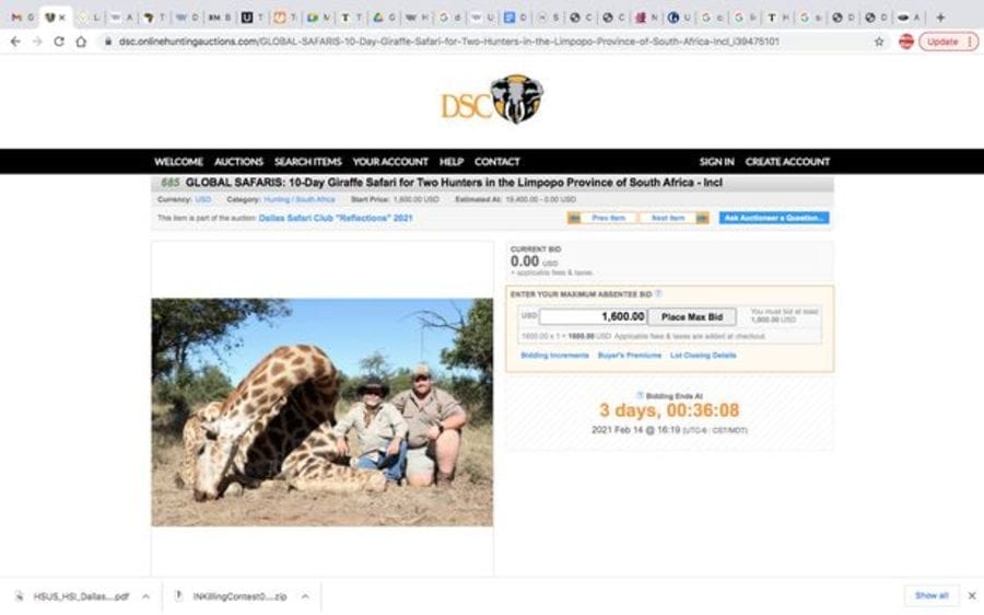 Diabolical in Dallas – Dallas Safari Club auction black rhino killing – As the Dallas Safari Club disgustingly auction off an “opportunity” to kill an endangered black rhino, we urge readers to support our petition to put a stop to their shameless poster girl Larysa Switlyk.