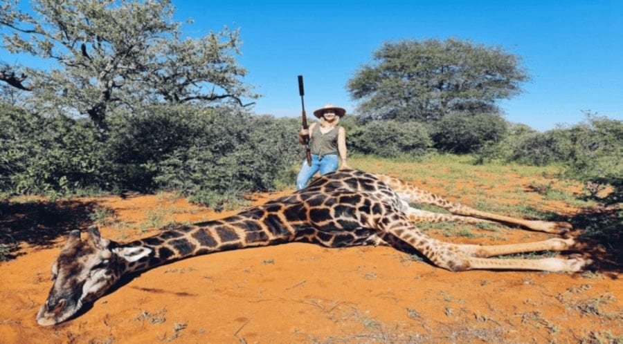 40,000 turn on Mental Monster Merelize van der Merwe – Change.org petition – As our Change.org petition seeking to ban giraffe slayer Merelize van der Merwe tops 40,000 signatures, the psycho publicity addict shared a CBS documentary of another mental monster killing a giraffe.